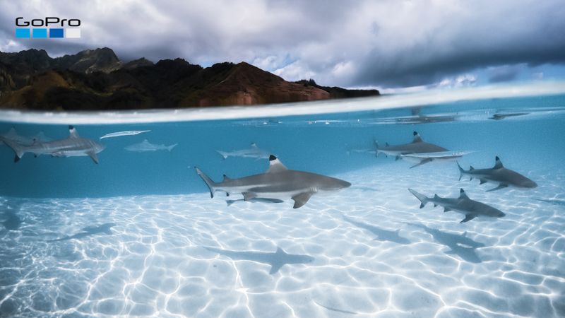 GoPro News Virtual Backgrounds SharkyWaters Zoom
