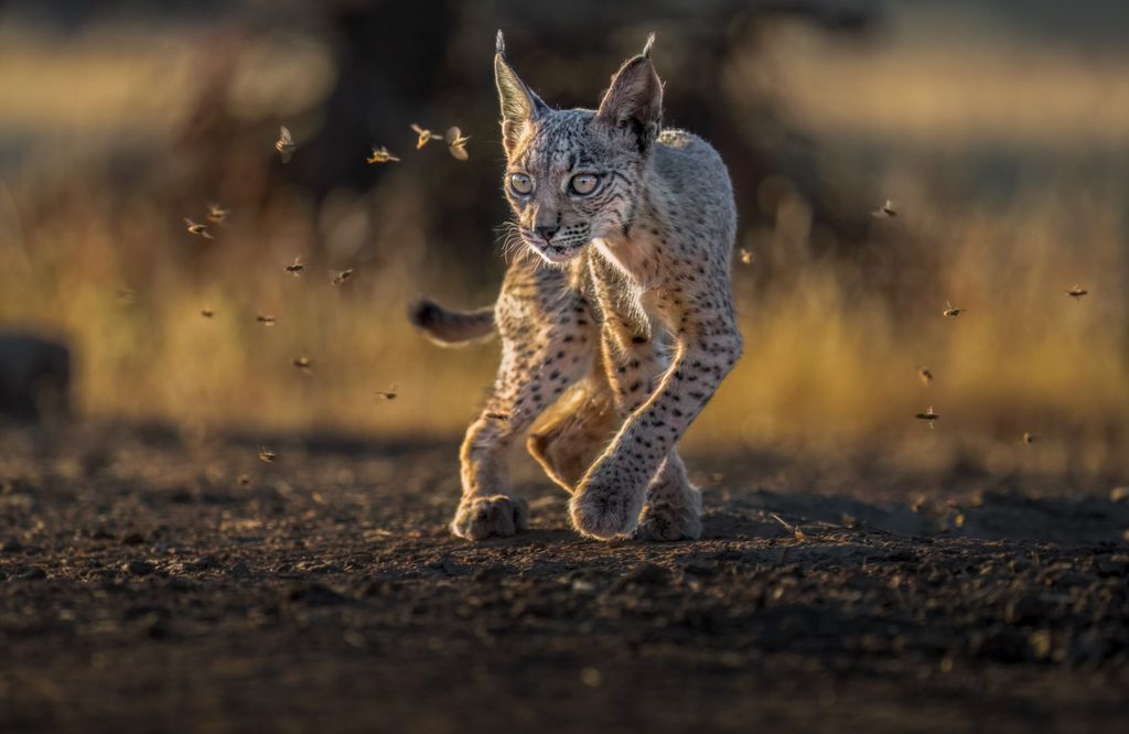 Imagen de Alexandra Surkova Gallery lince